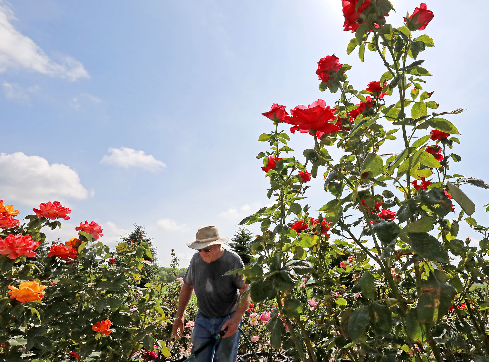 Delavan Rose Garden
